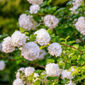2 Old Fashion Viburnum Plants Live for Planting, Snowball Viburnum Live Plants 6 to 10 Inches Height, 4" Pots, Viburnum Shrubs