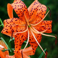 10 Turk Cap Lily Bulbs for Planting, Tiger Lily Like, Vibrant Orange Flower, Spring Bloom, Year-Round Planting