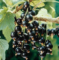 1 Black Currant Plant Live for Planting, Black Currant Bush 1 Year Bare Root, Black Current Berries Ready to Grow