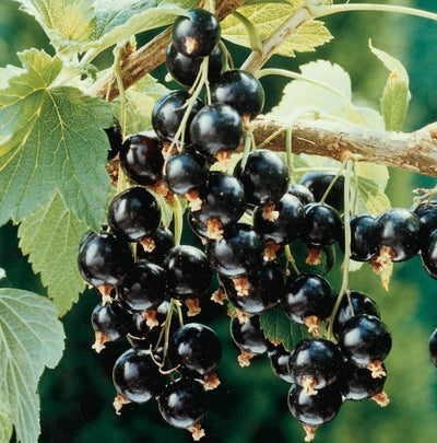 1 Black Currant Plant Live for Planting, Black Currant Bush 1 Year Bare Root, Black Current Berries Ready to Grow