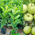 Guava Tree Live Plant, Tropical Guava Fruit Seedling, 5-9” Height, in Pot for Planting Home Garden (White Guava)