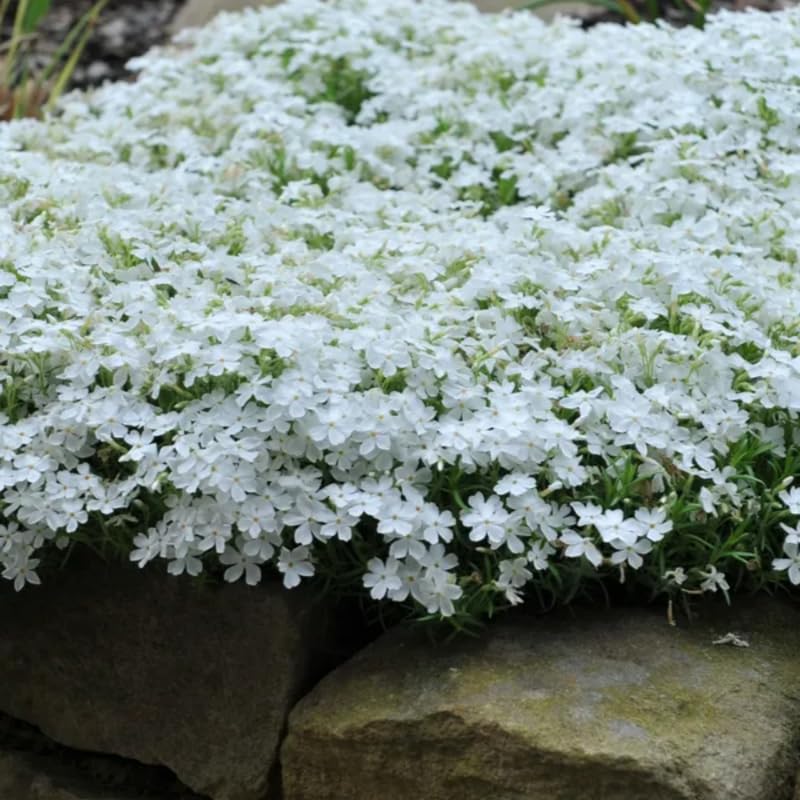 White Creeping Phlox, Starter Phlox Live Plant, Well Rooted, Creeping Perennial Ground Cover