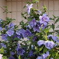 Hibiscus Rose of Sharon Plant Live, 4" Potted Althea Syriacus Flowers for Spring Planting, Hardy Shrub with Vibrant Blooms (Single Blue)