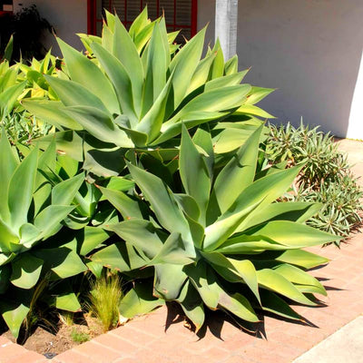 Live Green Foxtail Agave Plant 1 Year Old in 4" Pot, 7-8 Inches in Tall, Live Succulent Perennial Indoor Outdoor Growing