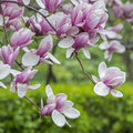 Saucer Magnolia Tree Live Plant, Magnolia Plant Live 6 to 12 Inches Tall, in 2.5 Inches Pot, Pink Magnolia Bush Fragrant Magnolia Flowers