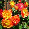 Golden Yellow Orange Rose Bushes Shrubs Live Plant, Landscape Rose for Planting, Starter Size, 4 to 10 Inc Tall