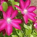 Burgundy Clematis Live Plant in 2.5" Pot, Flowering Climbing Clematis Vine Starter for Outdoor Garden and Trellis, Well Rooted