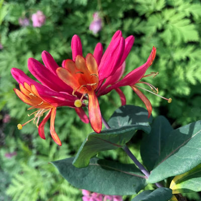 Climbing Honeysuckle Plant Live, Fragrant Honeysuckle Plants Vine Bushes in 2.5 Inch Pot, Pink Yellow Honeysuckle