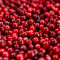 Red Lingonberry Plant Live, Sweet Berry Starter Plants, 4 to 6 Inch Tall Lingonberry Plants, Live Red Berry Plant for Outdoor