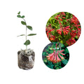 Honeysuckle Live Plant, Fragrant Honeysuckle Vines, Perennial Lonicera Bush for Outdoor Garden 3-6 Inches (Coral)