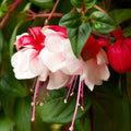 Pack 2 Fuchsia Plants Live, Vibrant Fuchsias Hanging Flowering Plant 3-5 Inches, Gardens, Patios, and Indoor Growing (White Red Flowers)