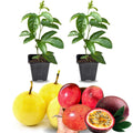 2 High Yield Passion Fruit Plants Live, Mixed Climbing Passion Vine Tree Live Plant for Outdoor Growing, 5-9" in Tall, Fast Growing Perennial Sweet and Edible Fruits