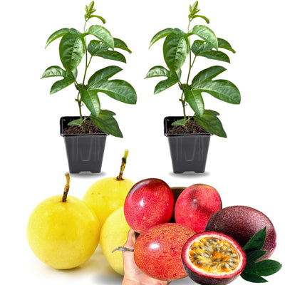 2 High Yield Passion Fruit Plants Live, Mixed Climbing Passion Vine Tree Live Plant for Outdoor Growing, 5-9" in Tall, Fast Growing Perennial Sweet and Edible Fruits