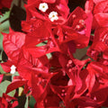 Red Bougainvillea Plant, Bougainvillea Tree Live Plant Potted from 4 to 5 Inches Tall
