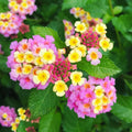 Set 3 Lantana Plants Live, Pink Lantana Flower Live Plants Well Rooted from 4 Inc Tall
