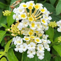 2 Lemon Yellow Lantana Plants Live Trees, Ready to Bloom, Hardy Long Blooming Seasons, Vibrant Colorful Perennial Fragrant, 5-10" in Tall, Full Sun Growing