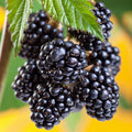 Sweet Thornless BlackBerry Plants Live for Planting, 8 Months Old BlackBerry Fruit Tree for Growing Outdoor, High Yielding, Dormant in Winter