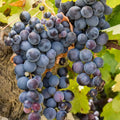 Seedless Grape Vine, Grape Plant Live Well Rooted Plant Zones 4 to 9, Sweet Grape Fruit Tree, in 2.5" Pot