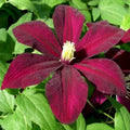 Clematis Live Plant in 2.5" Pot, Flowering Climbing Clematis Vine Starter for Outdoor Garden and Trellis, Well Rooted