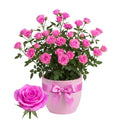 Mini Rose Plant Live, Miniature Rose Bush in 3.5" Pot, Spring Blooming Mini Rose, 4–5" Tall, Indoor Outdoor Flowering Plant for Home Garden