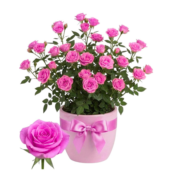 Mini Rose Plant Live, Miniature Rose Bush in Pot, Spring Blooming Mini Rose, 4–5" Tall, Indoor Outdoor Flowering Plant for Home Garden