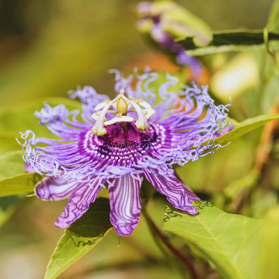 Purple Passion Flower Plant Live, 3 Inc Pot, Passiflora Flowering Vine Live Plant, Easy to Plant