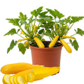 Set 2 Yellow Squash Zucchini Plants Live Vegetable Plant, 5-7''