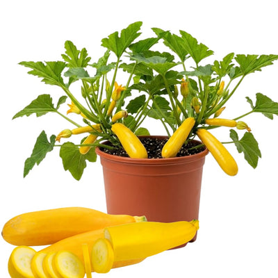 Set 2 Yellow Squash Zucchini Plants Live Vegetable Plant, 5-7''
