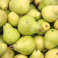 Pear Tree Plant Live, Sweet Crisp Fruit Tree, 1.5-2.5 Ft Tall
