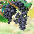 Well Rooted Black Grape Vine Plant, Seedless Black Grape Tree, Fruit Vine Plant Live in 2.5 Inc Pot