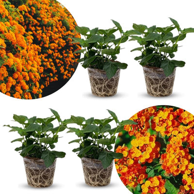 2 Bright Orange Lantana Plants Live Trees, Ready to Bloom, Hardy Long Blooming Seasons, Vibrant Colorful Perennial Fragrant, 5-10" in Tall, Full Sun Growing