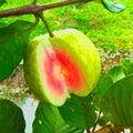 Live Pink Guava Plant Tree, Sweet Fragrant and Cold Hardy Very Well Rooted, 5 to 10 Inc Tall in 4 Inches Pot