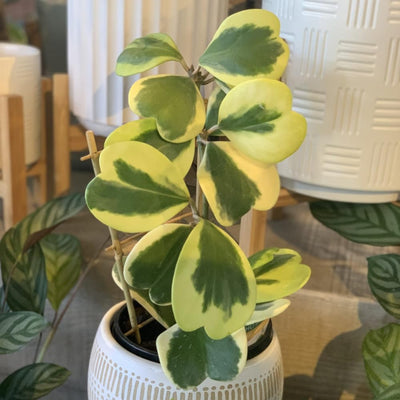 Hoya Plant Live Houseplants, Hoya Live Plant, in 4" Pot, Hoya Kerrii Variegated