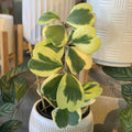 Hoya Plant Live Houseplants, Hoya Live Plant, in 4" Pot, Hoya Kerrii Variegated, Low-Maintenance Indoor Hanging Plant