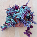 Silver Tradescantia Live Plant 2.5 Inches Pot, House Plant, Trailing Plant Live