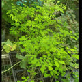 2 Malunggay Plants Moringa Oleifera Trees Live Plant for Planting, Drumstick Horseradish, 6 to 8 Inches in Tall