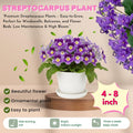 Purple Streptocarpus Plant Live, Ladyslipper Primrose Flowering Houseplant in 3.25 Inch Pot, Indoor Blooming Plants for Planting, 4-8 Inches