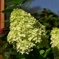 Green Hydrangea Plant Live in 2.5 Inch Pot, Appx 10 to 12 Inch Hydrangea Flower Starter Plant for Garden
