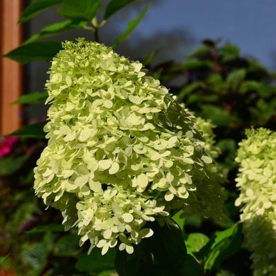 Green Hydrangea Plant Live in 2.5 Inch Pot, Appx 10 to 12 Inch Hydrangea Flower Starter Plant for Garden