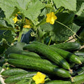 2 Green Cucumber Plants Live for Planting, Live Cucumber Plants for Planting, 4 to 7 Inches Tall Vegetable Plant