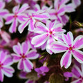Pink White Creeping Phlox Plant in Quart Pot, 3-6" Live Garden Phlox Plants, Pink White Blooms, Perennial Groundcover
