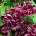 Akebia Quinata Live Plant, Akebia Chocolate Vine for Planting in 2.5 Inches Pot