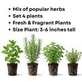 Set 4 Fresh Herb Plants, Fragrant Culinary Herb Collection 3-6 Inch Kitchen and Garden, Assorted Varieties, Bare Root