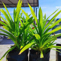 Pandan Plant Live for Garden, Rooted Pandan Live Plant for Garden, 4 to 6 Inches Tall