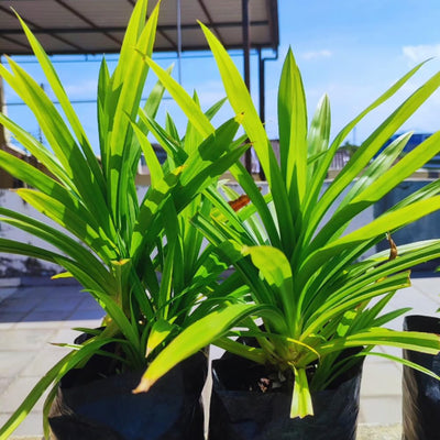 Pandan Plant Live for Garden, Rooted Pandan Live Plant for Garden, 4 to 6 Inches Tall