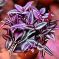 Purple Tradescantia Zebrina Live Plant, Rare Wandering Jew Houseplant with Variegated Foliage, Easy to Grow Indoor Vine, 4” Pot