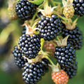 Chester Thornless BlackBerry Plants Live for Planting, 8 Months Old BlackBerry Fruit Tree for Growing Outdoor, High Yielding, Dormant in Winter
