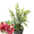 Large Sweet Fruit Pomegranate Tree Live Plant, Well Rooted, 6 to 8 Inc Tall, Delicious Large Sweet Fruit