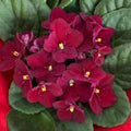 African Violets Plant Live in 4'' Pot, Fast-bloming Indoor Outdoot Flowering Plant with Vibrant Blooms (Red African Violet)