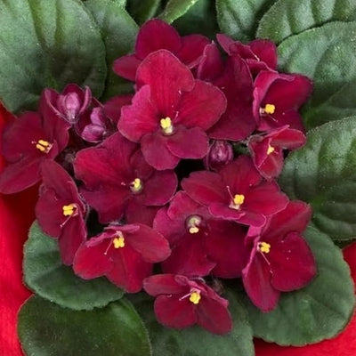 African Violets Plant Live in 4'' Pot, Fast-bloming Indoor Outdoot Flowering Plant with Vibrant Blooms (Red African Violet)